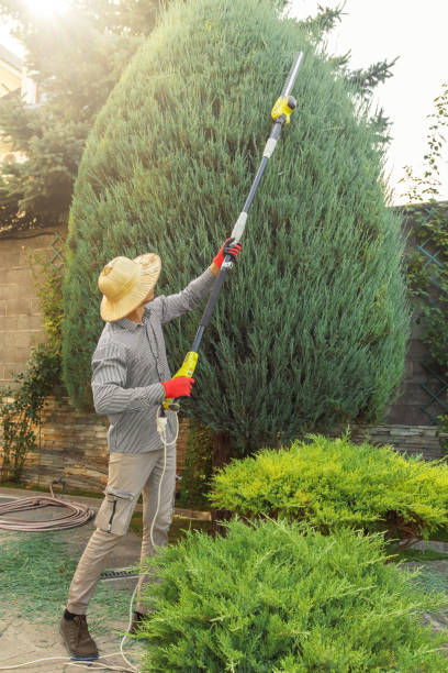 How Our Tree Care Process Works  in  Orange, TX