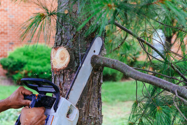 Trusted Orange, TX Tree Services Experts
